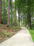 Park Różaneczników - ścieżka